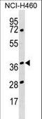 Heterogeneous Nuclear Ribonucleoprotein H3 antibody, LS-C164960, Lifespan Biosciences, Western Blot image 