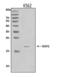 MAF BZIP Transcription Factor G antibody, A04636-2, Boster Biological Technology, Western Blot image 