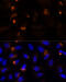 Matrix Metallopeptidase 3 antibody, 14-227, ProSci, Immunofluorescence image 