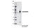 TNF Alpha Induced Protein 3 antibody, 5630T, Cell Signaling Technology, Western Blot image 