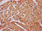 SNX33 antibody, LS-C681424, Lifespan Biosciences, Immunohistochemistry paraffin image 