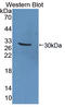 Apolipoprotein A4 antibody, LS-C372851, Lifespan Biosciences, Western Blot image 