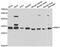 Snail Family Transcriptional Repressor 1 antibody, abx006763, Abbexa, Western Blot image 