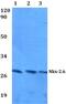 NK2 Homeobox 6 antibody, PA5-75416, Invitrogen Antibodies, Western Blot image 