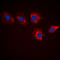 Microtubule Affinity Regulating Kinase 3 antibody, LS-C356175, Lifespan Biosciences, Immunofluorescence image 
