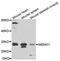 Protein MEMO1 antibody, A8582, ABclonal Technology, Western Blot image 