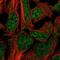 Dishevelled Associated Activator Of Morphogenesis 2 antibody, NBP2-47496, Novus Biologicals, Immunofluorescence image 