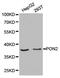 Paraoxonase 2 antibody, PA5-76056, Invitrogen Antibodies, Western Blot image 