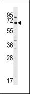 Multiple EGF Like Domains 9 antibody, LS-C158127, Lifespan Biosciences, Western Blot image 