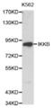 Inhibitor Of Nuclear Factor Kappa B Kinase Subunit Beta antibody, abx000836, Abbexa, Western Blot image 