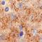 Syntaxin 1A antibody, MAB7237, R&D Systems, Immunohistochemistry paraffin image 