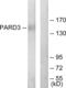 Par-3 Family Cell Polarity Regulator antibody, abx013719, Abbexa, Western Blot image 