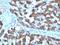 Carbamoyl-Phosphate Synthase 1 antibody, MBS438942, MyBioSource, Immunohistochemistry frozen image 