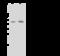 Serum/Glucocorticoid Regulated Kinase 1 antibody, 100857-T36, Sino Biological, Western Blot image 