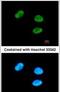 G-Patch Domain And KOW Motifs antibody, PA5-31001, Invitrogen Antibodies, Immunofluorescence image 