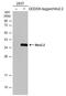 NK2 Homeobox 2 antibody, PA5-78079, Invitrogen Antibodies, Western Blot image 