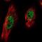 PHD Finger Protein 7 antibody, NBP1-81674, Novus Biologicals, Immunofluorescence image 