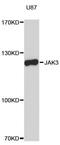 Janus Kinase 3 antibody, A0748, ABclonal Technology, Western Blot image 