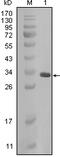Crystallin Alpha B antibody, 32-140, ProSci, Western Blot image 