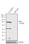 Component Of Inhibitor Of Nuclear Factor Kappa B Kinase Complex antibody, LF-MA0161, Invitrogen Antibodies, Western Blot image 