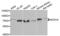 Integrator Complex Subunit 10 antibody, LS-C334843, Lifespan Biosciences, Western Blot image 