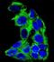 Acyl-CoA Dehydrogenase Medium Chain antibody, PA5-72473, Invitrogen Antibodies, Immunofluorescence image 