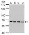 Nucleoporin 62 antibody, NBP2-43589, Novus Biologicals, Western Blot image 