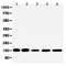 Four And A Half LIM Domains 2 antibody, orb329781, Biorbyt, Western Blot image 