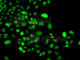 Phosphatidylinositol-5-Phosphate 4-Kinase Type 2 Alpha antibody, A7446, ABclonal Technology, Immunofluorescence image 