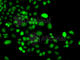 Phosphatidylinositol-5-Phosphate 4-Kinase Type 2 Alpha antibody, A7446, ABclonal Technology, Immunofluorescence image 
