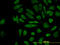 CASP8 And FADD Like Apoptosis Regulator antibody, LS-B5753, Lifespan Biosciences, Immunofluorescence image 