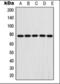 Fibulin 1 antibody, orb376088, Biorbyt, Western Blot image 