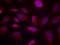 Activating Transcription Factor 2 antibody, GTX50110, GeneTex, Immunocytochemistry image 