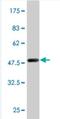 RAB11A, Member RAS Oncogene Family antibody, H00008766-M07, Novus Biologicals, Western Blot image 