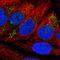 Nedd4 Family Interacting Protein 2 antibody, HPA009160, Atlas Antibodies, Immunofluorescence image 