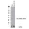 Heme Oxygenase 1 antibody, MAB3776, R&D Systems, Western Blot image 