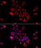 DnaJ Heat Shock Protein Family (Hsp40) Member B6 antibody, 22-660, ProSci, Immunofluorescence image 