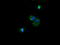 NADH:Ubiquinone Oxidoreductase Subunit B10 antibody, LS-C174219, Lifespan Biosciences, Immunofluorescence image 