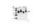 Activating Transcription Factor 2 antibody, 9226S, Cell Signaling Technology, Western Blot image 
