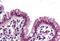 SWI/SNF Related, Matrix Associated, Actin Dependent Regulator Of Chromatin, Subfamily B, Member 1 antibody, MBS245670, MyBioSource, Immunohistochemistry paraffin image 