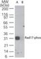 RAD17 Checkpoint Clamp Loader Component antibody, PA1-41545, Invitrogen Antibodies, Western Blot image 