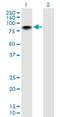 Zinc Finger And BTB Domain Containing 7B antibody, H00051043-B01P, Novus Biologicals, Western Blot image 