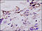 Coagulation Factor VIII antibody, 250642, Abbiotec, Immunohistochemistry paraffin image 