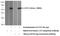 Chitinase 1 antibody, 21432-1-AP, Proteintech Group, Western Blot image 