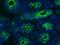 Cadherin 1 antibody, MA1-06300, Invitrogen Antibodies, Immunohistochemistry frozen image 