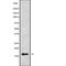 Calmodulin Like 3 antibody, abx148832, Abbexa, Western Blot image 