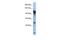 General Transcription Factor IIIC Subunit 2 antibody, PA5-40449, Invitrogen Antibodies, Western Blot image 