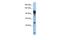 General Transcription Factor IIIC Subunit 2 antibody, PA5-40449, Invitrogen Antibodies, Western Blot image 