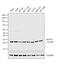 Suppressor Of Cytokine Signaling 2 antibody, PA1-28393, Invitrogen Antibodies, Western Blot image 