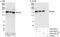 Inverted Formin, FH2 And WH2 Domain Containing antibody, A303-428A, Bethyl Labs, Immunoprecipitation image 